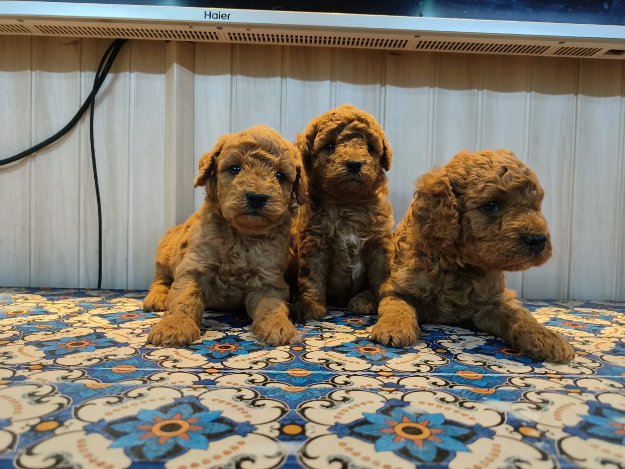 Toy Poodle puppies