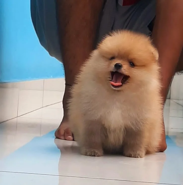 Toy Pom puppies