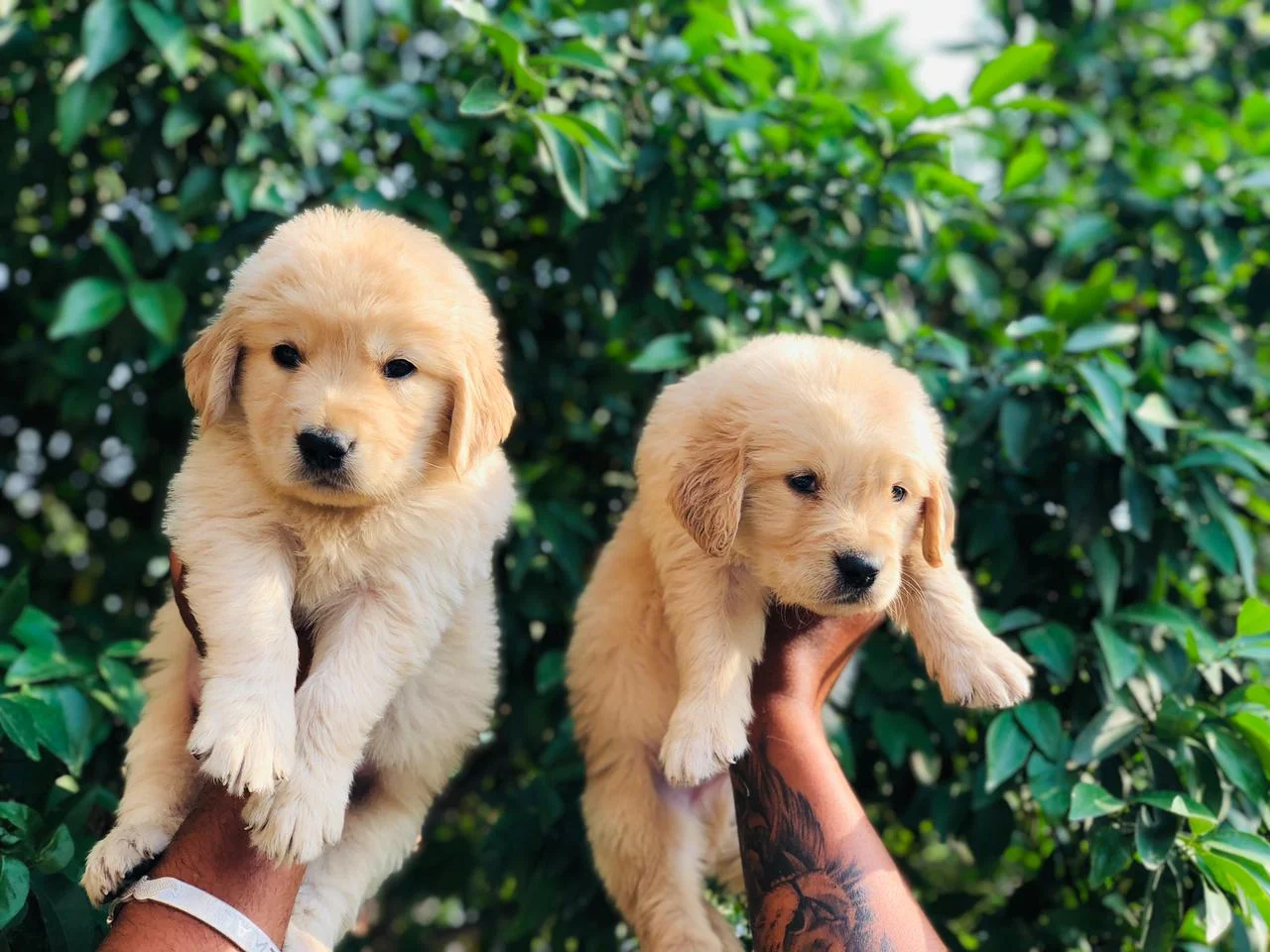 Golden Retriever puppies