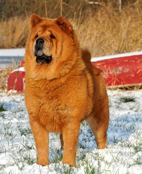 Chow Chow