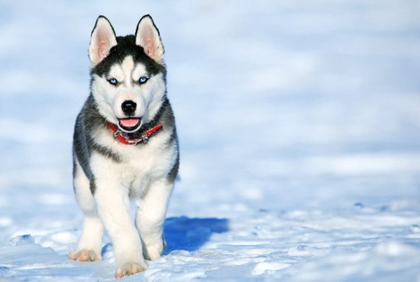 Siberian Husky