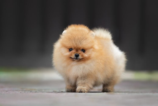 Toy Pomeranian