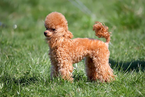 Poodle