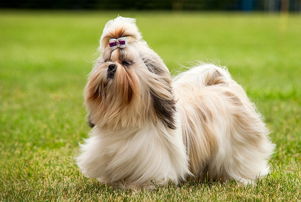 Shih Tzu