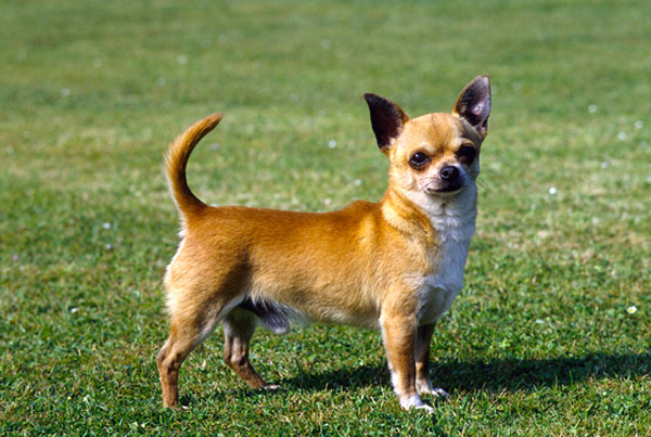 Chihuahua