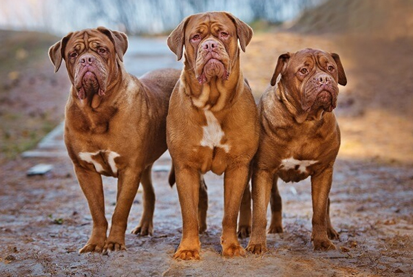 French Mastiff