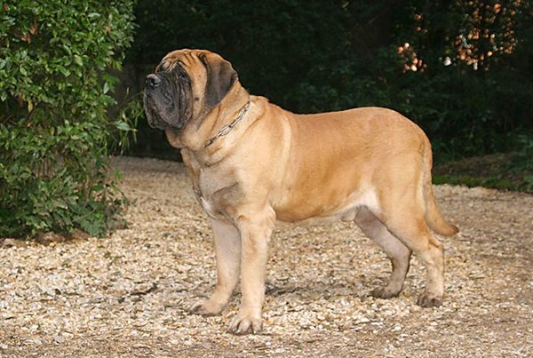 English mastiff
