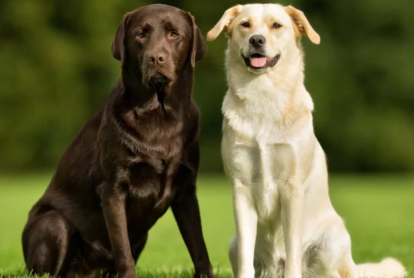 Labrador