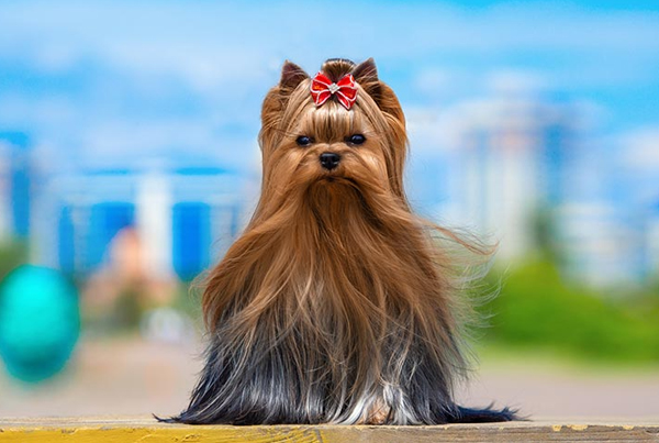 Yorkshire terrierÂ 