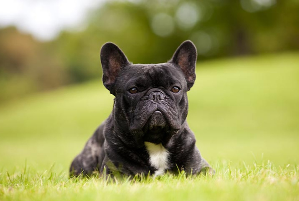 French Bull Dog