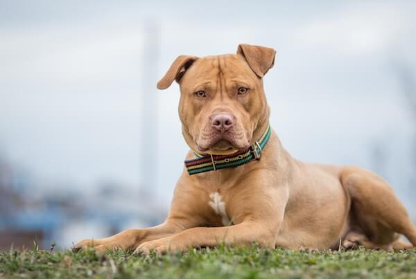 Pitbull