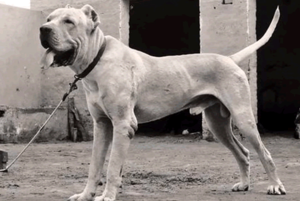 Pakistani Bully