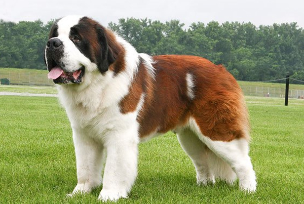 Saint bernard