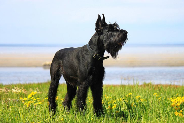 Schnauzer