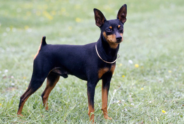 Miniature Pinscher