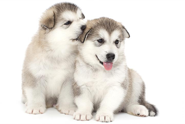 Alaskan Malamute