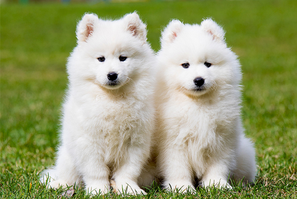 Samoyed