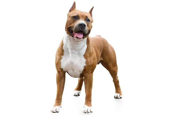 American stansfordshire Terrier