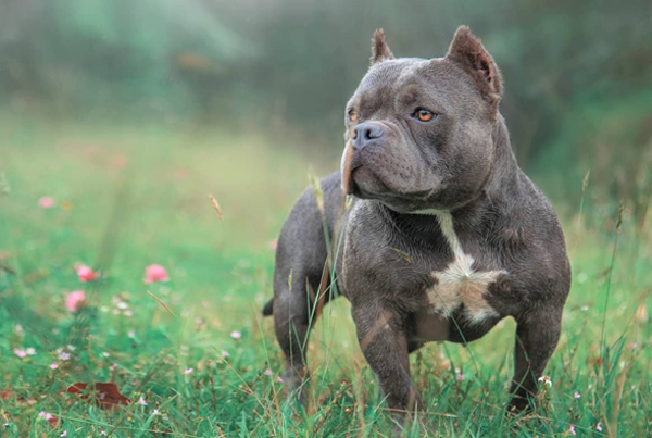 Micro bully