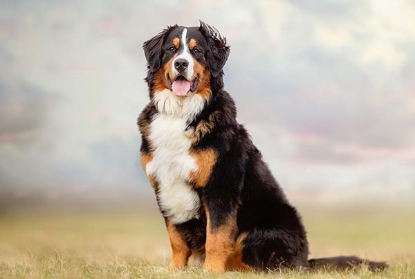 Mountain Bernese