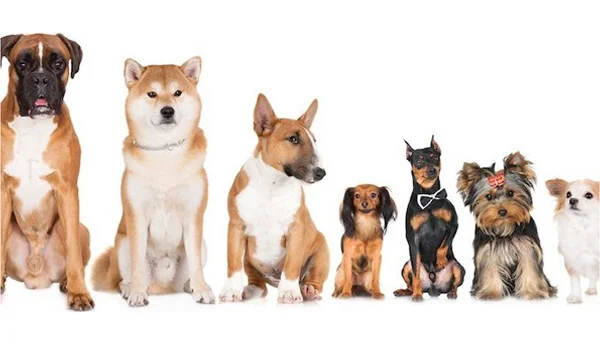 Dog's Breed